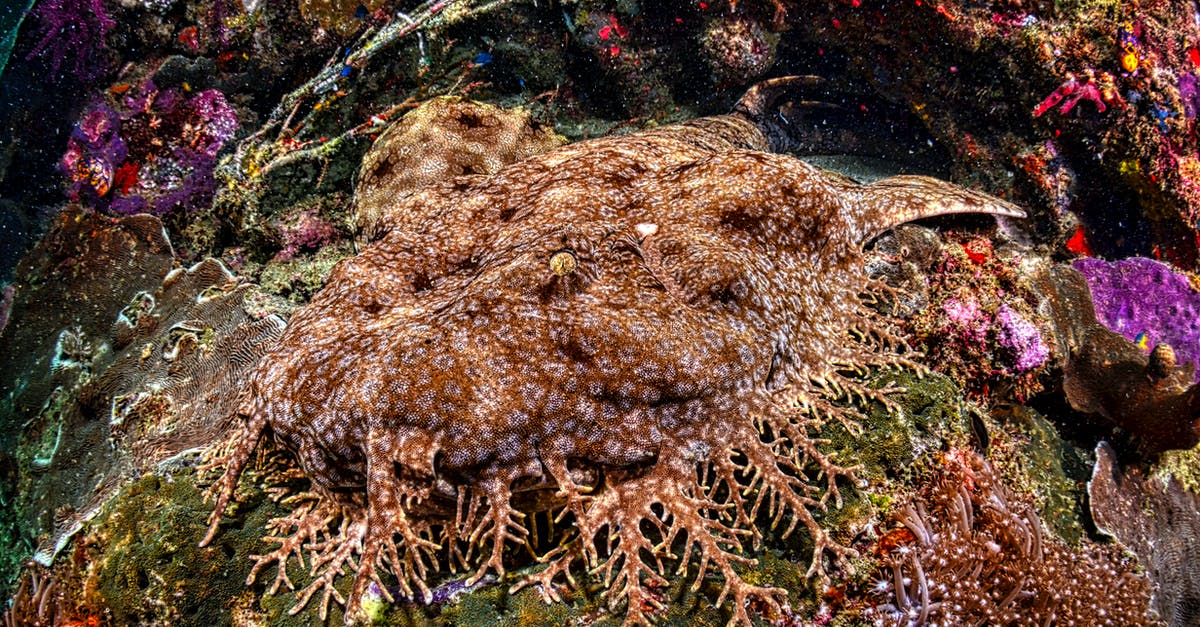 1970/80s Jules Verne-inspired bizarre underwater city / submarine abduction [closed] - Close-up of a Tasselled Wobbegong in a Coral Reef