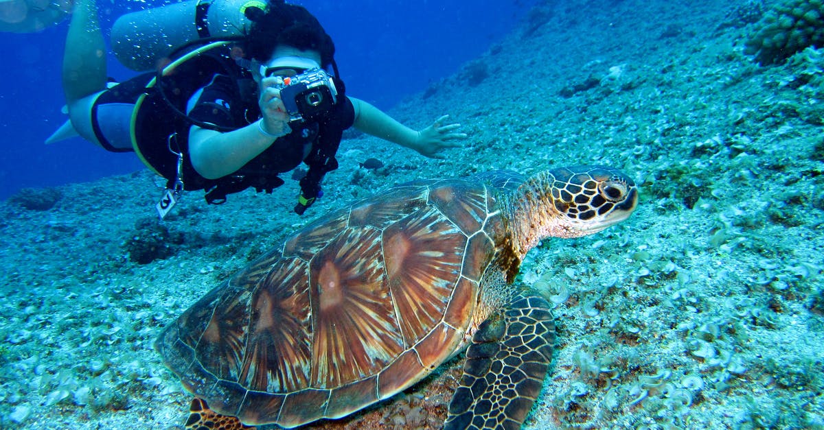 1970/80s Jules Verne-inspired bizarre underwater city / submarine abduction [closed] - Person Takes Photo Of Tortoise