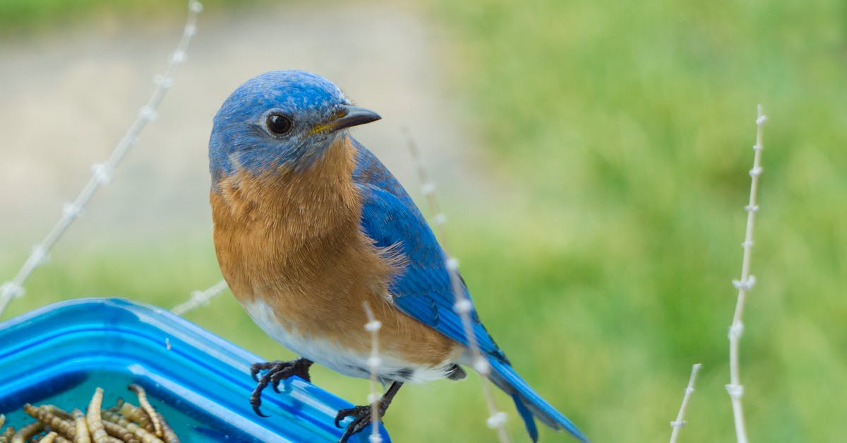 'The early bird gets the worm, but the second mouse gets the cheese' - Why was this mentioned? - Selective Focus Photography of Blue and Brown Bird on Blue Glass Canister
