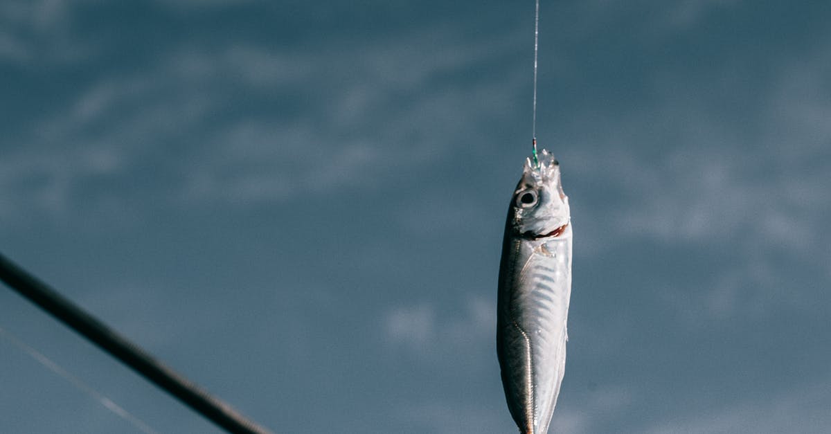 A question about a line from Hook - Fish hanging on hook against blurred background