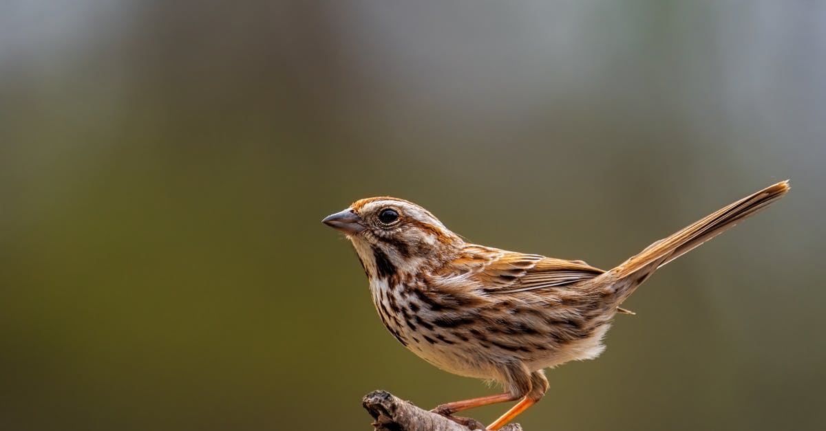 A version of "Riddick" (2013) with opening and final scene cut off, is it official? - Little bunting with ornamental brown plumage sitting on rough tree twig on sunny day