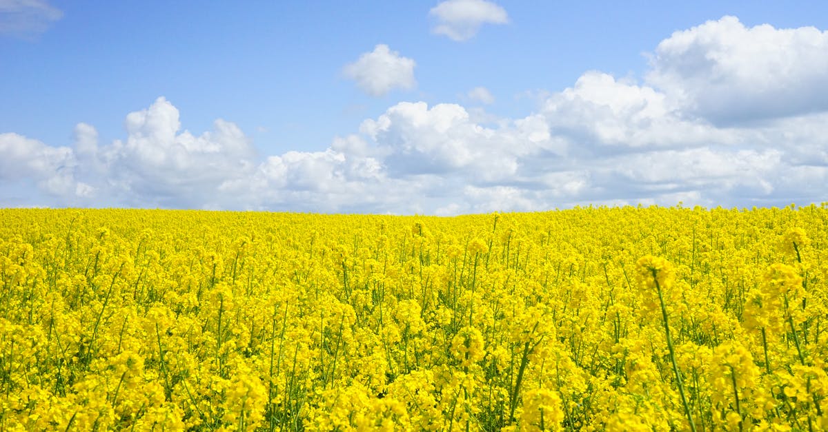 About this scene in Elizabeth Harvest? - Yellow Flower Field Under Blue Cloudy Sky during Daytime