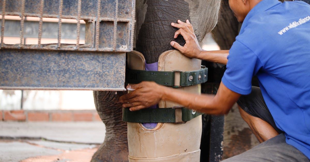 American Vandal leg brace: clue or continuity error? - Free stock photo of adult, asian elephant, cambodia