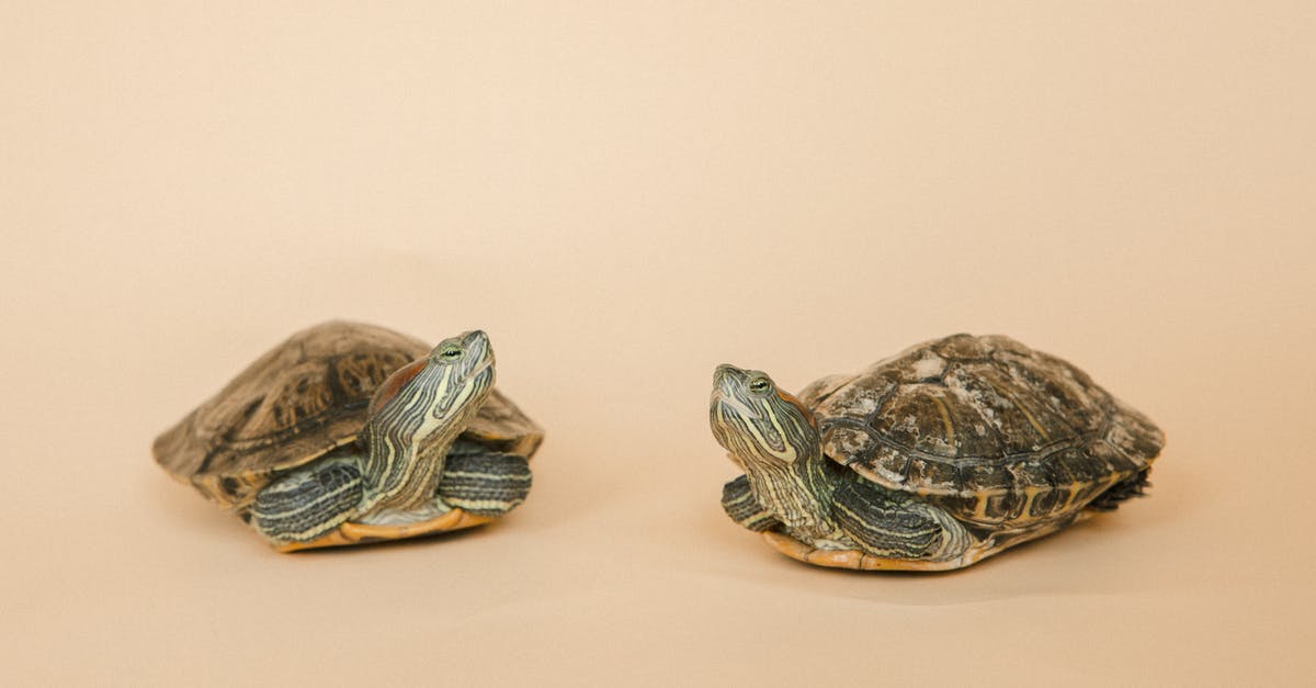 Animals died during the film shooting? - Red-eared turtles on a Pink Background 