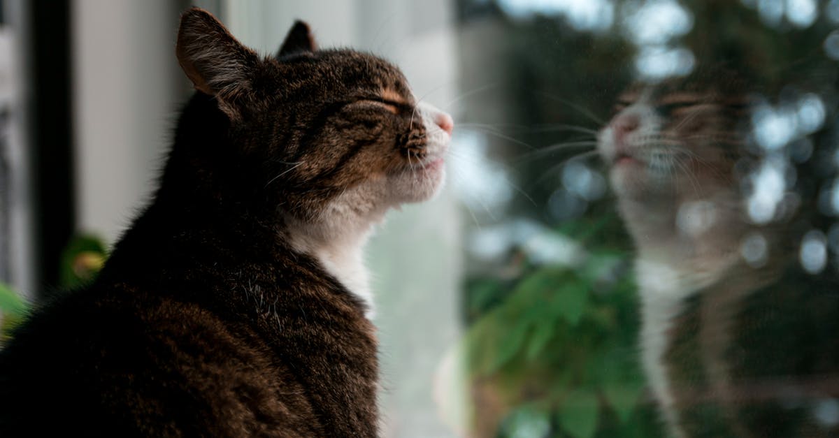 Animated short film about an alley cat visiting his former home [closed] - Selective Focus Photography of Brown Tabby Kitten Standing Against Glass Window
