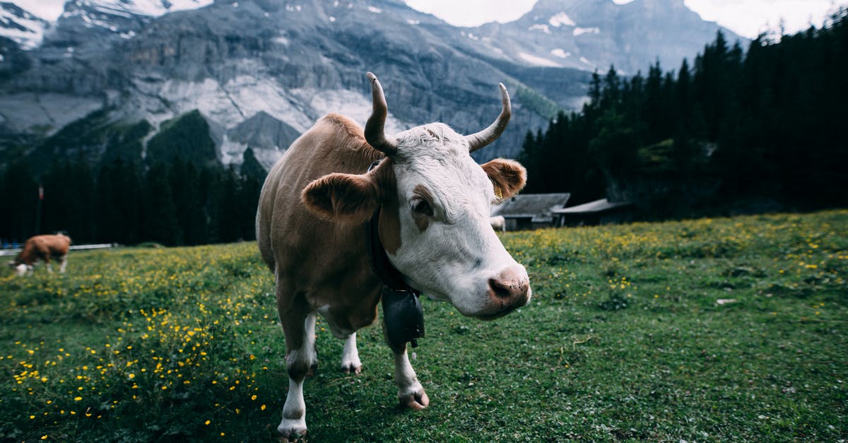 Anime where pilot phases through a mountain to reach his mecha [closed] - White and Brown Cow Near Mountain during Daytime