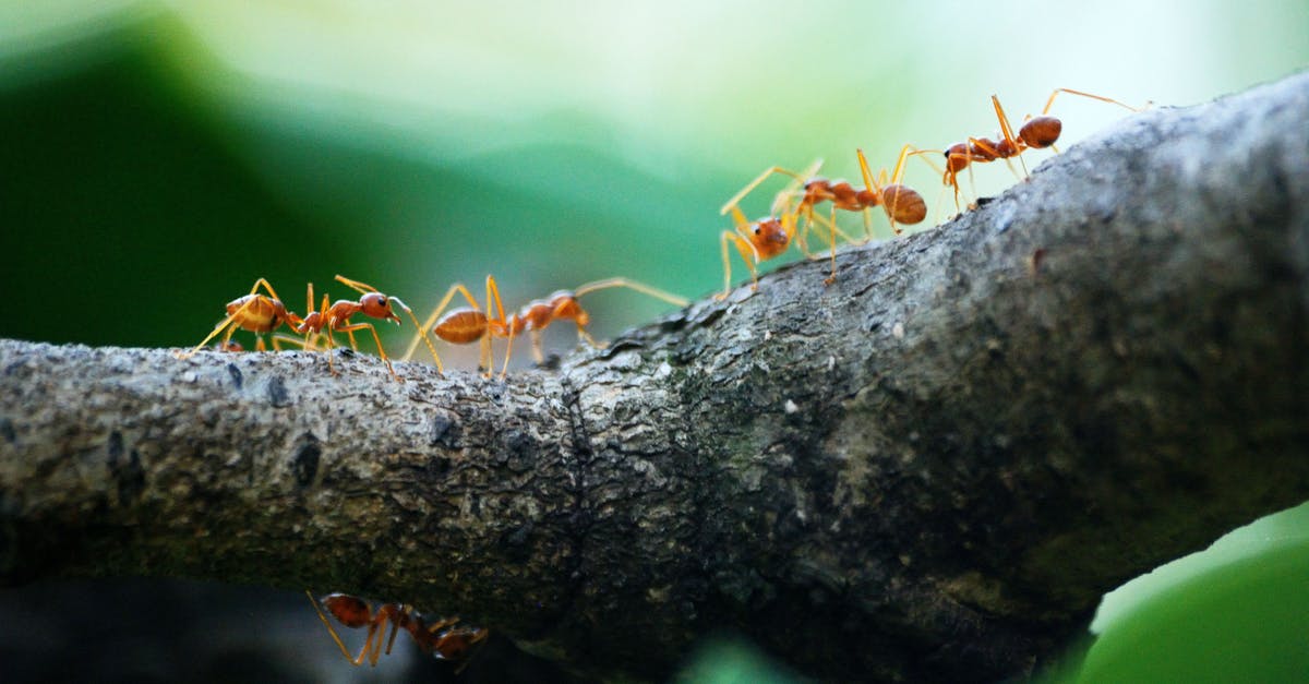 Ants and goo in Euclid? - Macro Photo of Five Orange Ants