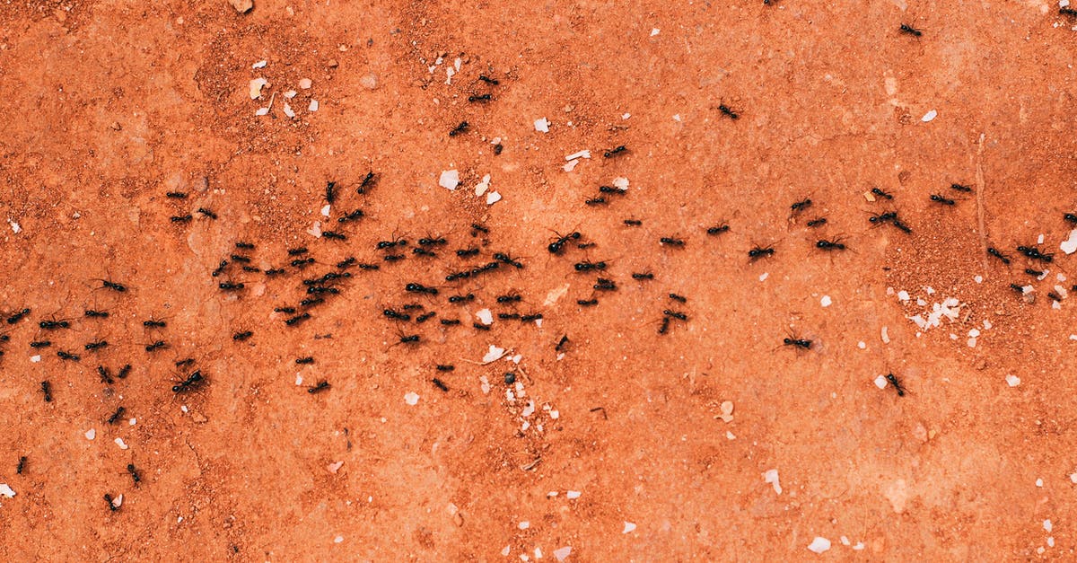 Ants and goo in Euclid? - Black Ants Lining Up