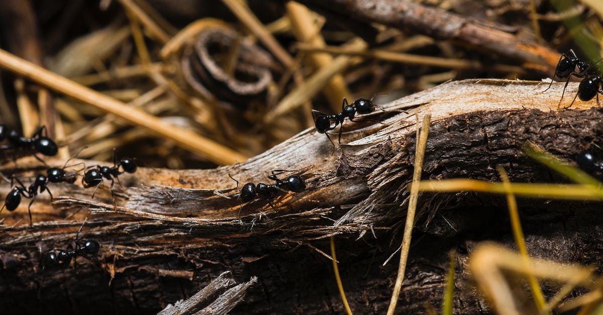 Ants and goo in Euclid? - Black Ants on Brown Tree Trunks