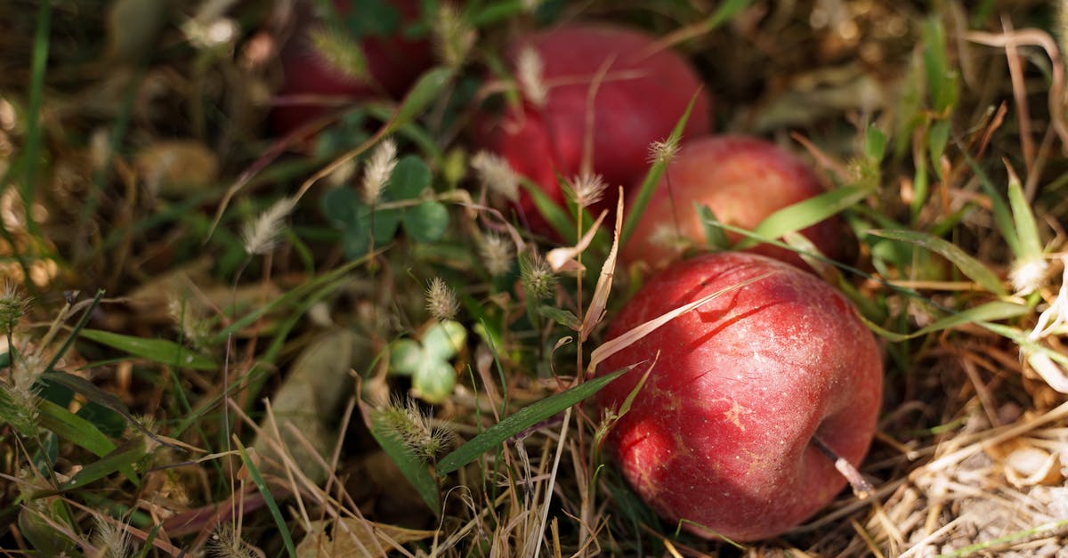 Apples in a greenhouse on a spacestation [closed] - Red Fruit on Brown Dried Grass