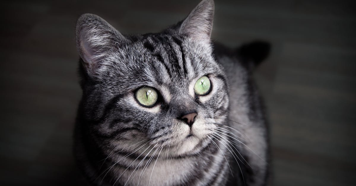 Are Batman's cowling eyes actually white? - Gray and Black Coated Cat