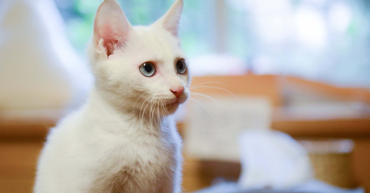 Are Batman's cowling eyes actually white? - Shallow Focus Photography of White Cat