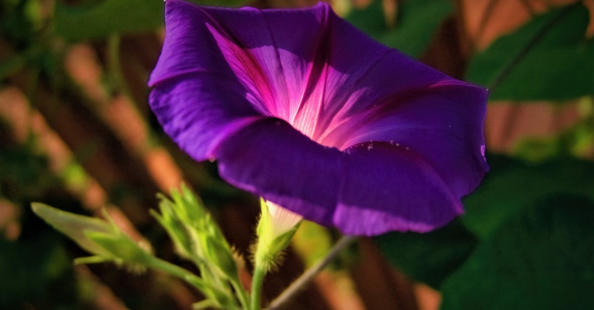 Are Bud and Tippi Dink actually D.I.N.K.'s? - Purple Flower in Tilt Shift Lens