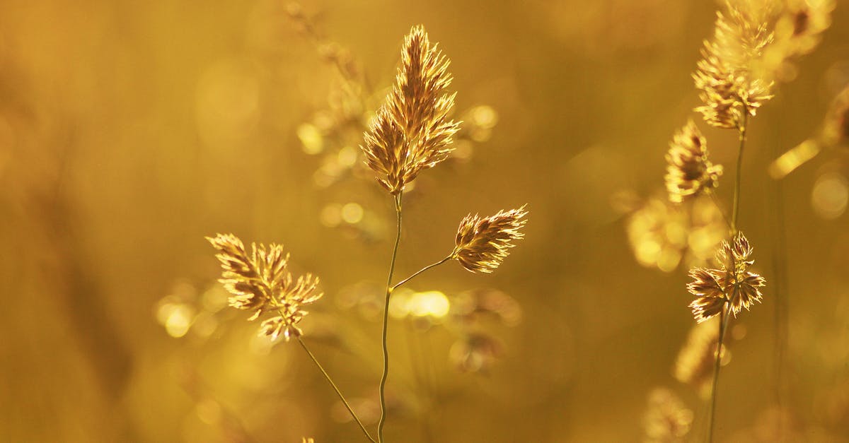 Are Dolores' memories semi-faulty? - Close-up of Wheat Plant during Sunset