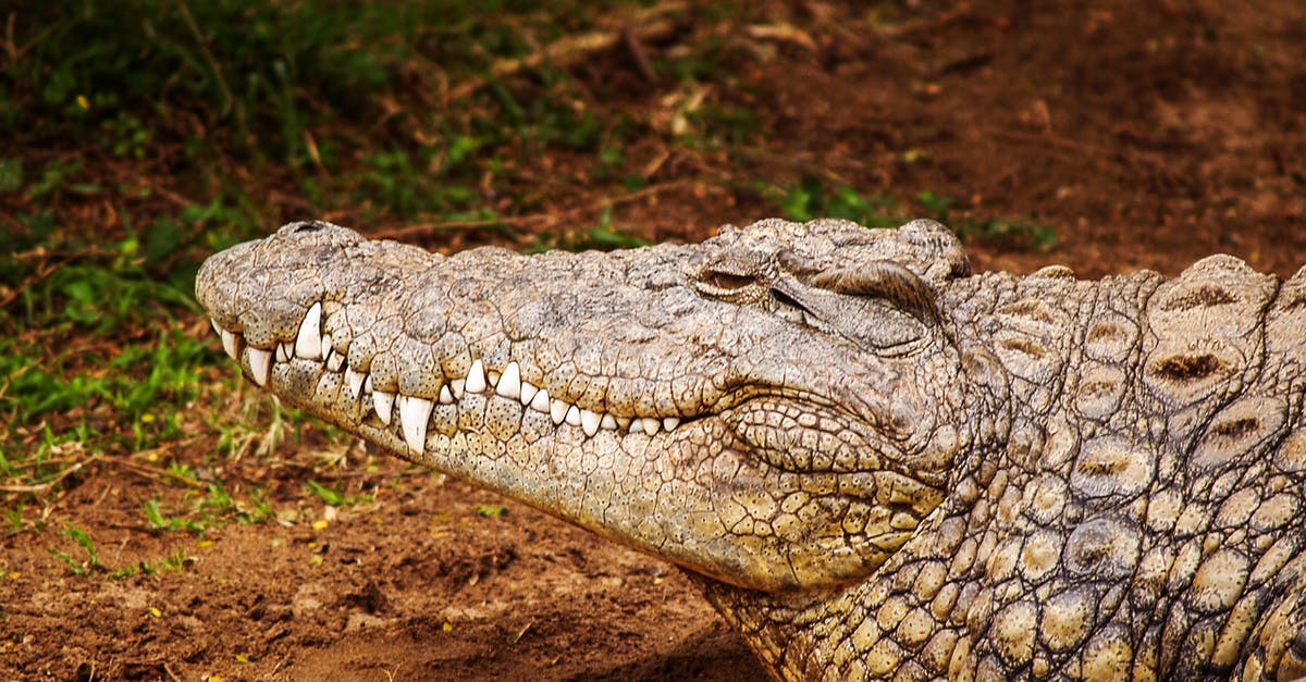 Are Kaijus alien creatures or Earth based animals? - Close-up Photography of Brown Crocodile