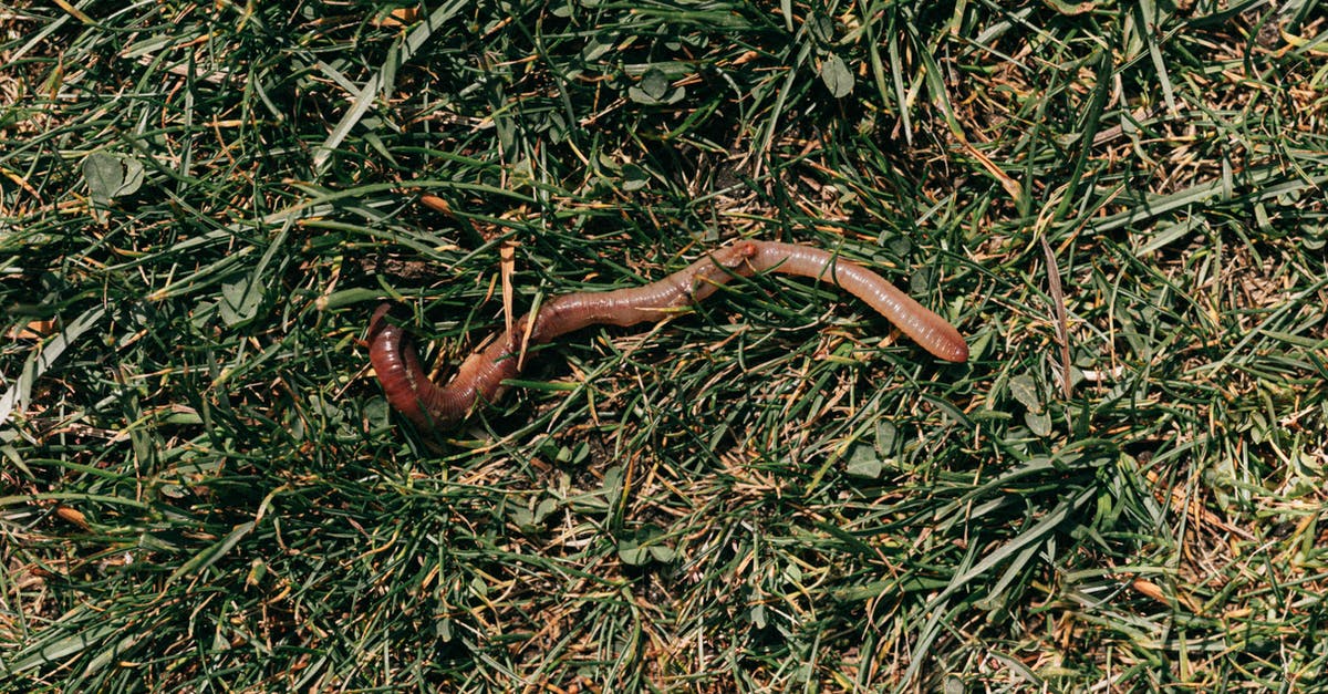 Are Kaijus alien creatures or Earth based animals? - Red earthworm crawling on grassy soil
