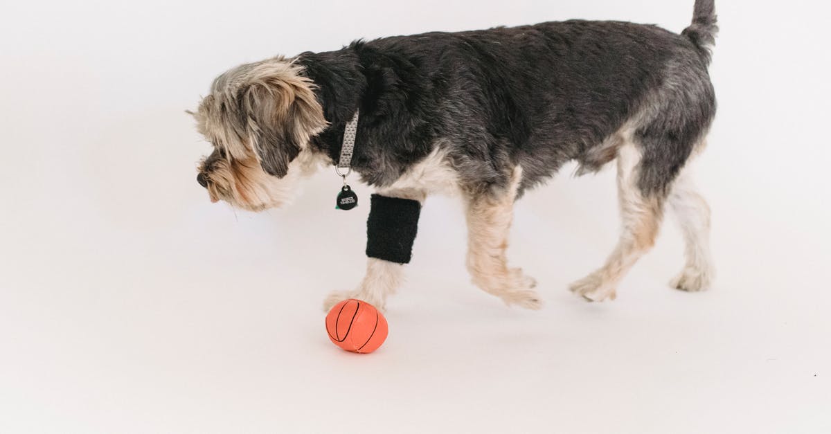 Are the Puppy Bowl puppies trained to play the game? - Calm Yorkshire Terrier playing with ball in studio