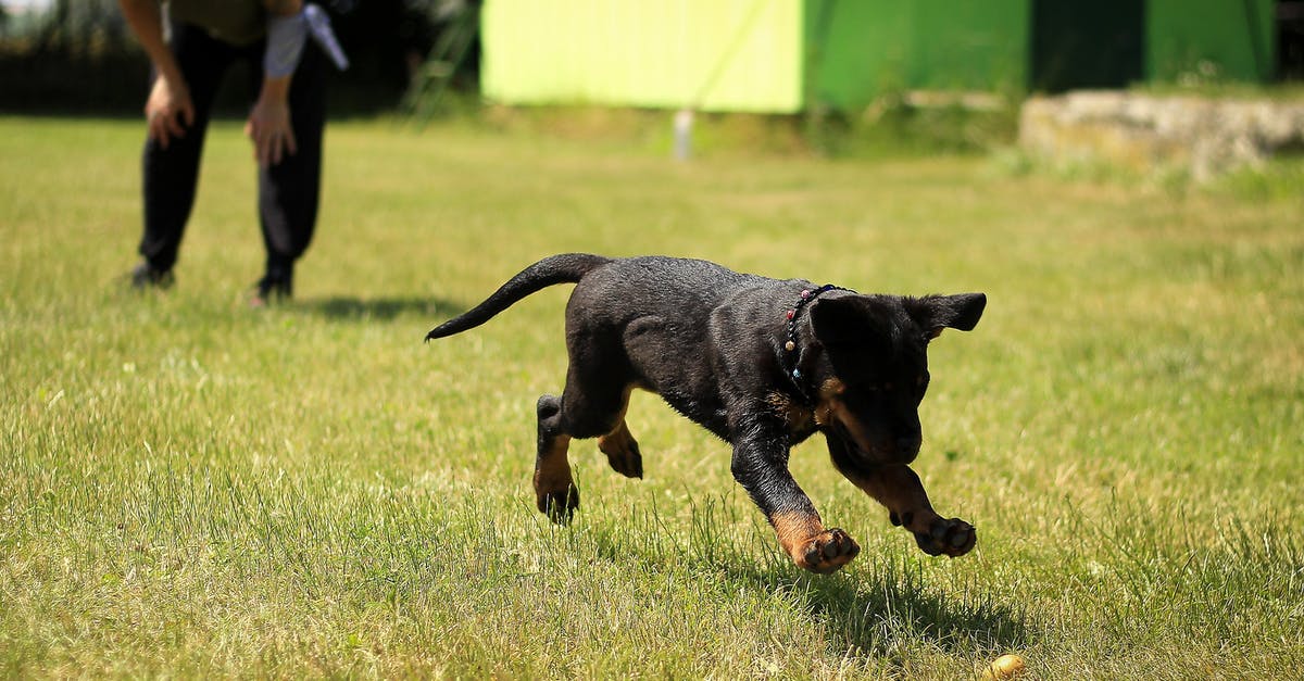Are the Puppy Bowl puppies trained to play the game? - Black and Tan Rottweiler Puppy Running on Lawn Grass