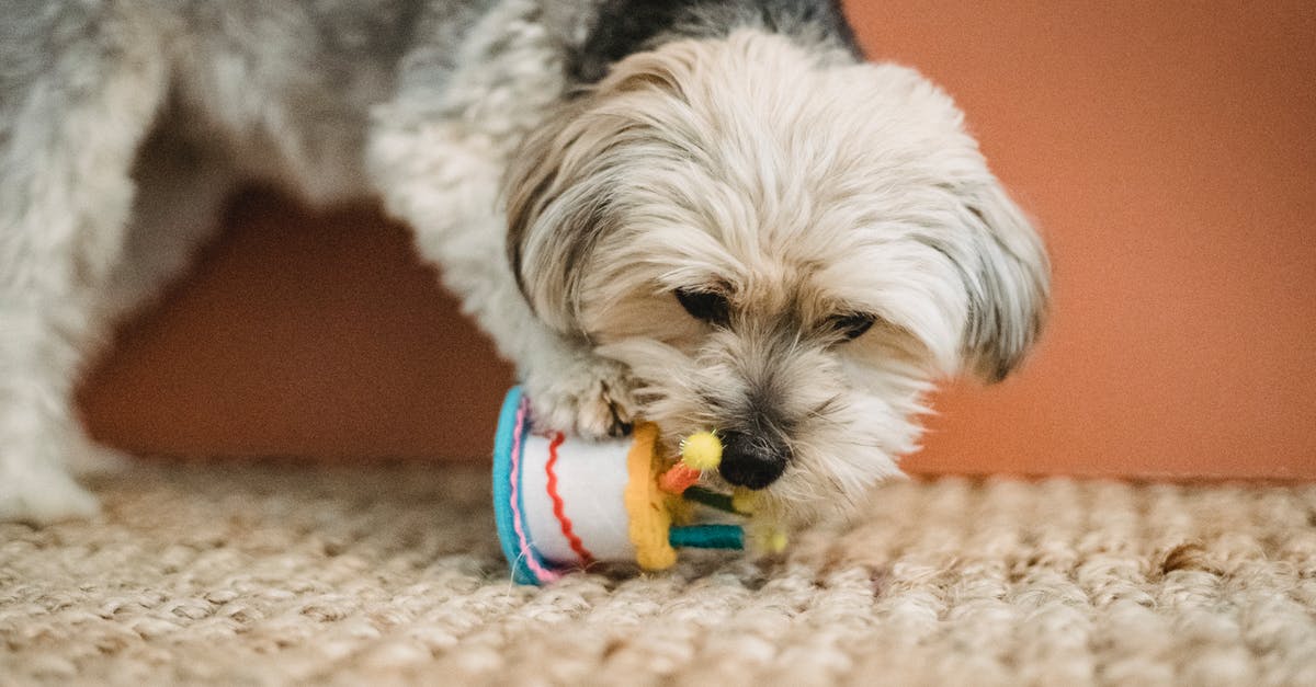 Are the Puppy Bowl puppies trained to play the game? - Curious puppy biting toy for Birthday celebration
