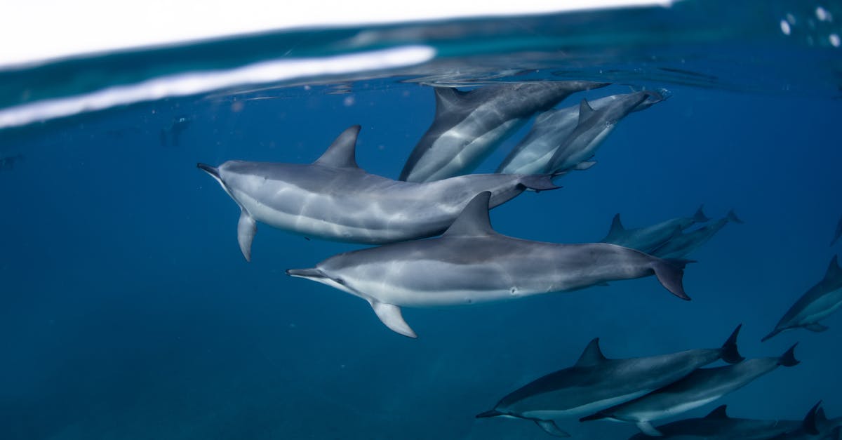 Are there any large aquatic mammals in Zootopia? - Underwater Photography of Gray Dolphins