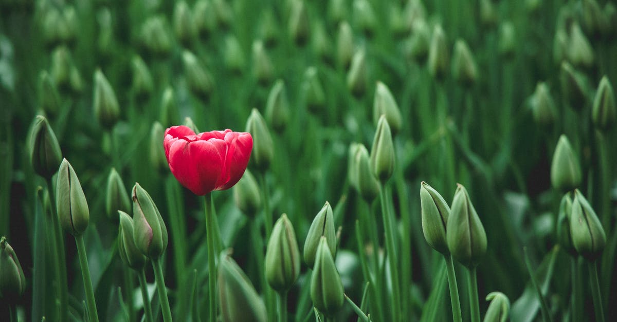 Are there different endings to Cloverfield? - selective focus photo of a red tulip flower