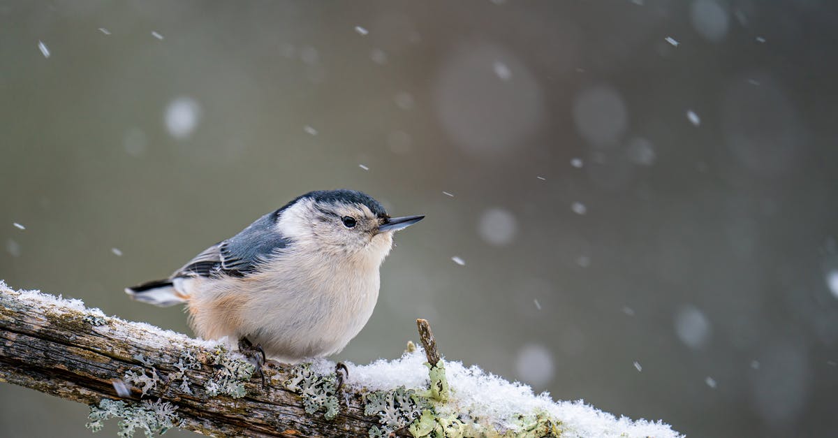 At the beginning of the movie, why did little William and Duke Hammond assume that Snow White was dead? - Cute white breasted nuthatch with blue wings sitting on snowy tree branch in forest on blurred background in cold winter day