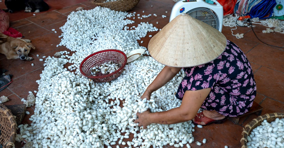 Authentic Standard Life campaign? - From above of full body of anonymous female artisan in conical Asian straw hat sorting pile of white cocoons of silkworms for weaving while working