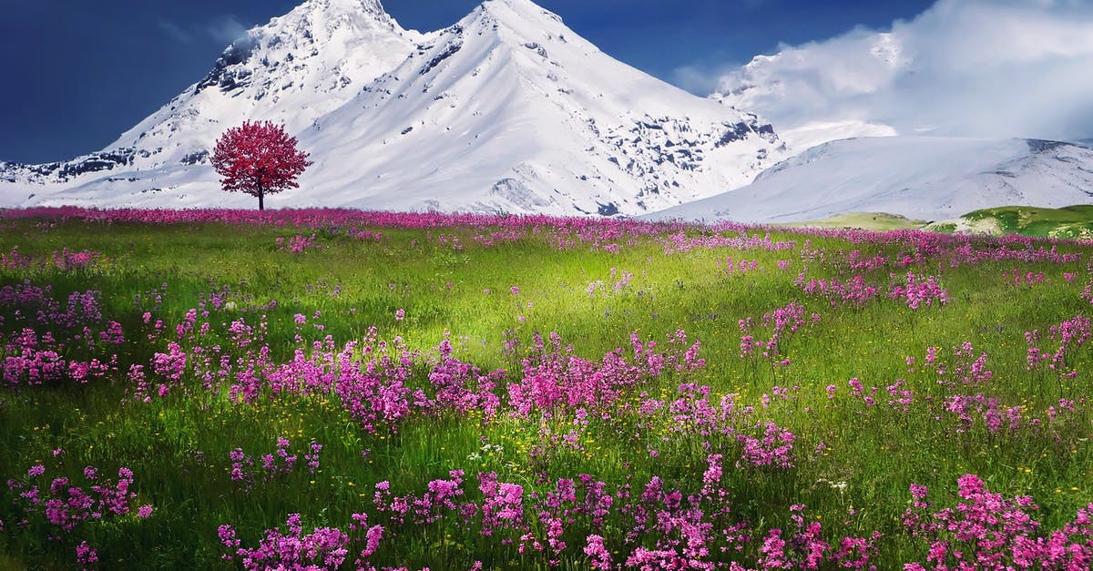 Batman Begins credit scene - Pink Flowers Near Mountain Covered by Snow