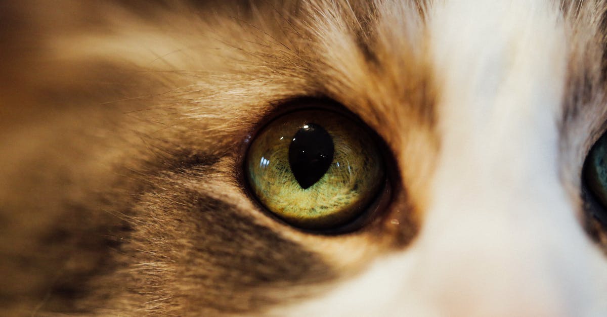 Ben Gardner's eye in Jaws - Close-Up Photo of Cat's Eye