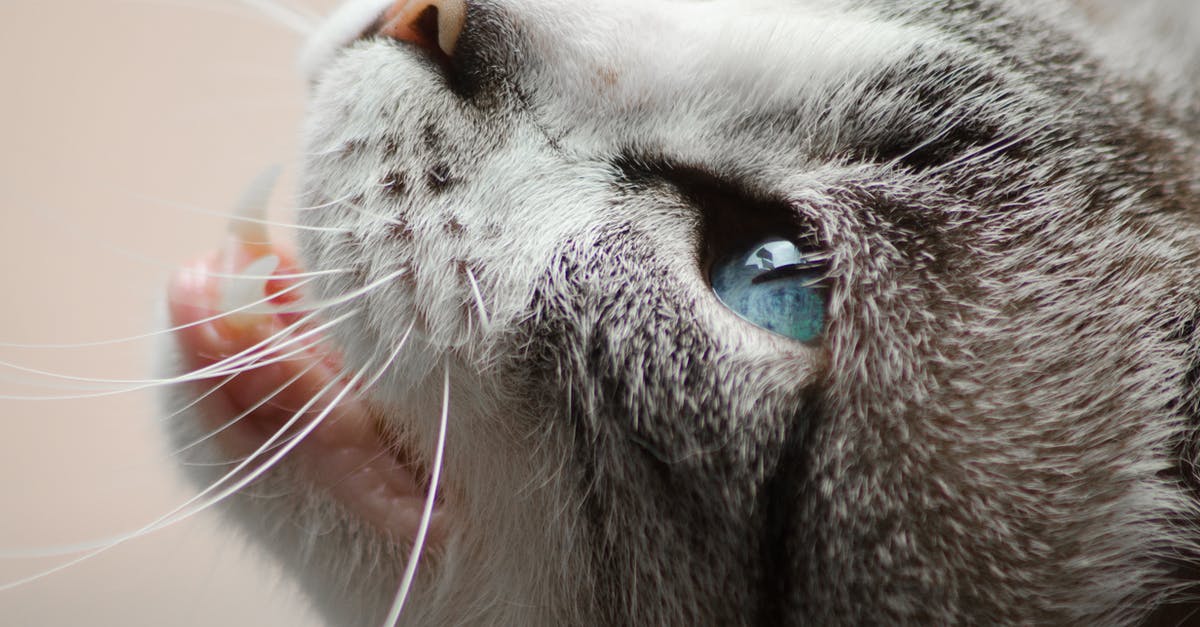 Ben Gardner's eye in Jaws - Close Photo of Gray and White Cat
