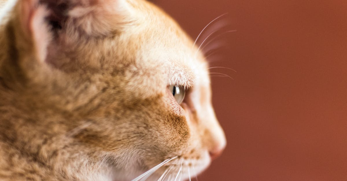 Ben Gardner's eye in Jaws - Orange Tabby Cat