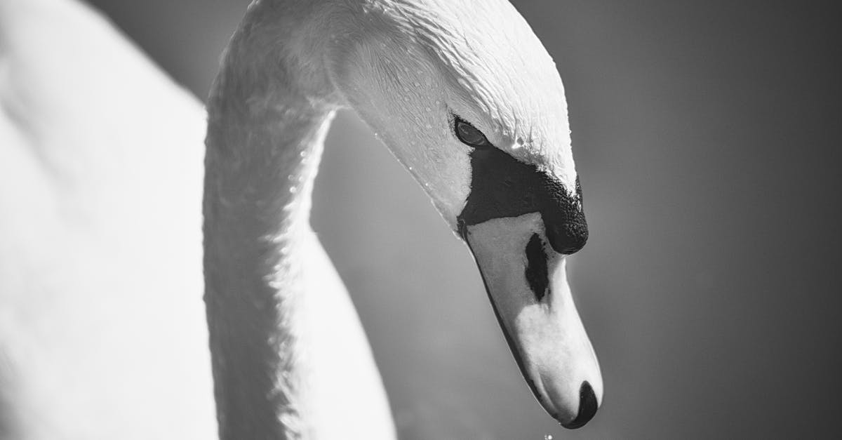 Beth's death in Black Swan - Grayscale Photo of Swan on Water