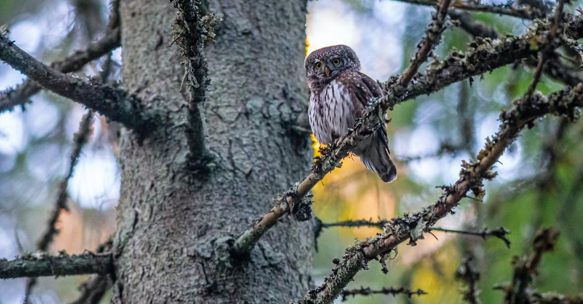 Black and white film; Journalist receives newspapers from a day into the future. One predicts his death [closed] - Pygmy Owl Perched on Tree Branch