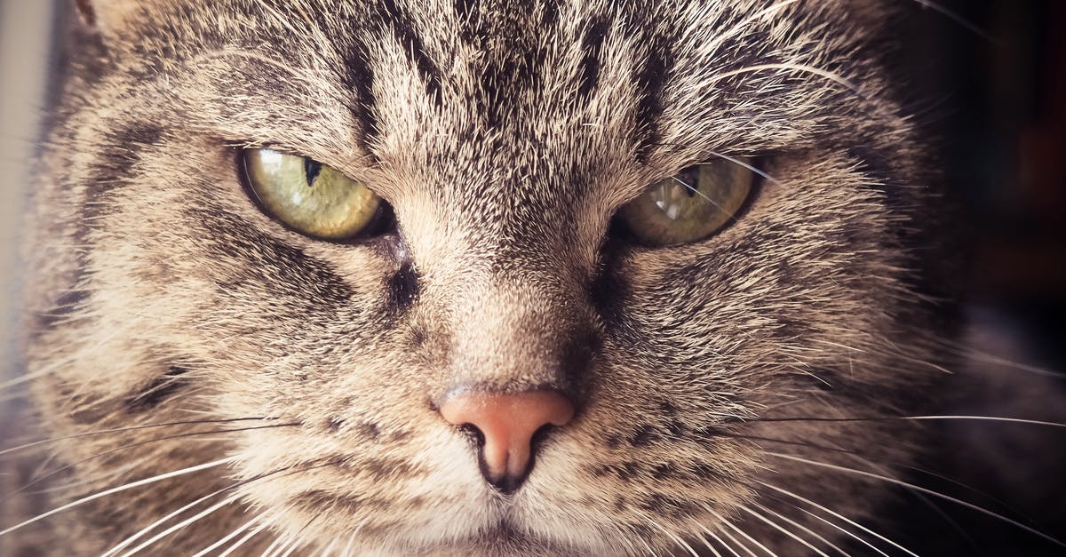Bradley Cooper's nose - Selective Focus Photography of Brown Tabby Cat