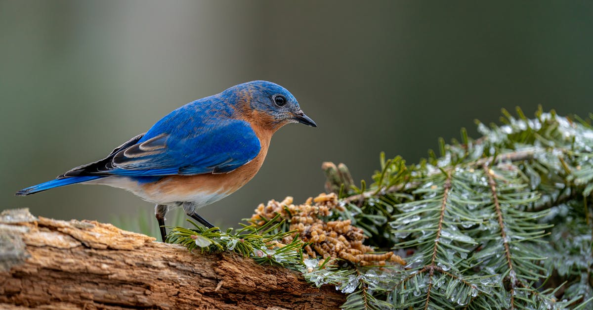 Can a wooden log really harm a creature like the Predator? - Mountain bluebird near green branches
