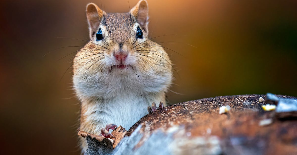 Can a wooden log really harm a creature like the Predator? - Funny little fluffy chipmunk with cheeks full food sitting on wooden log in wildlife