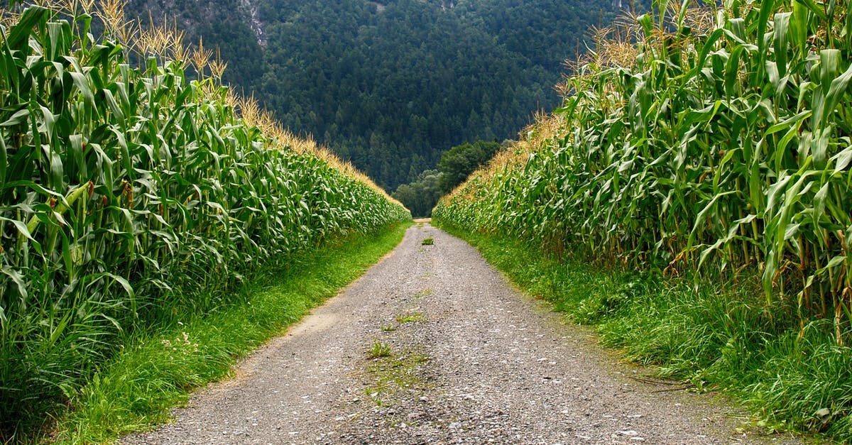 Can corns be grown the way in the VVitch? - Pathway in Middle of Corn Field