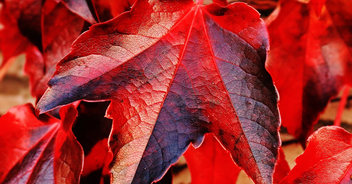 Can Thanos change his color? - Red and Brown Plant Leaf in Closeup Photo