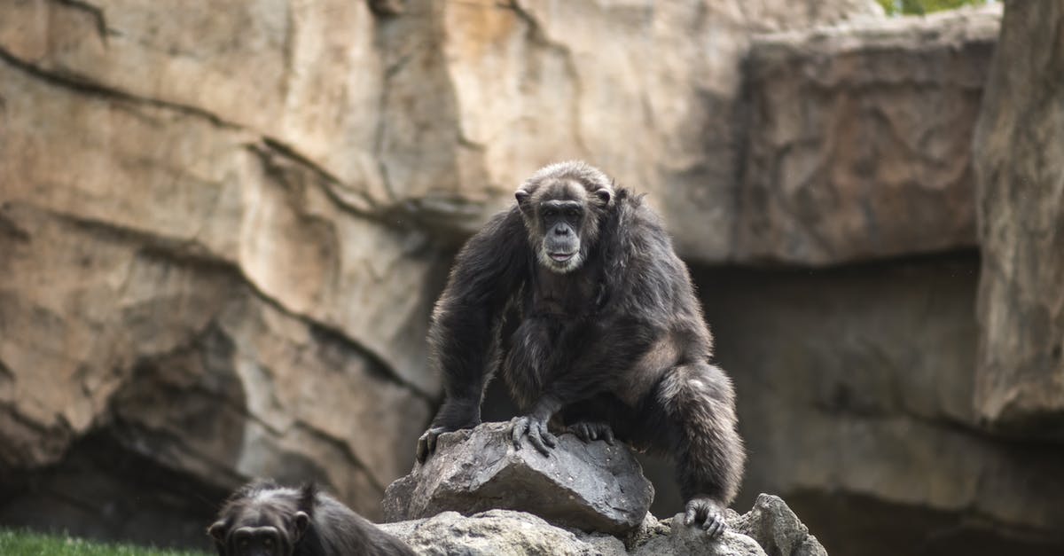 Chimpanzees in Hollywood? When did it become unethical? - Chimpanzee on a Rock