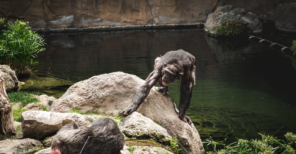 Chimpanzees in Hollywood? When did it become unethical? - A Chimpanzee on a Rock