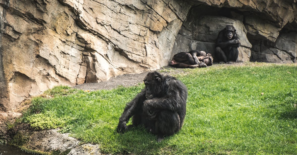 Chimpanzees in Hollywood? When did it become unethical? - A Chimpanzee Sitting on Grass