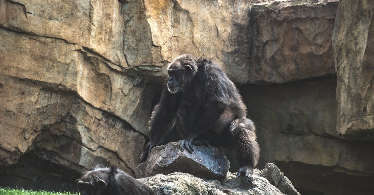 Chimpanzees in Hollywood? When did it become unethical? - A Chimpanzee on a Rock