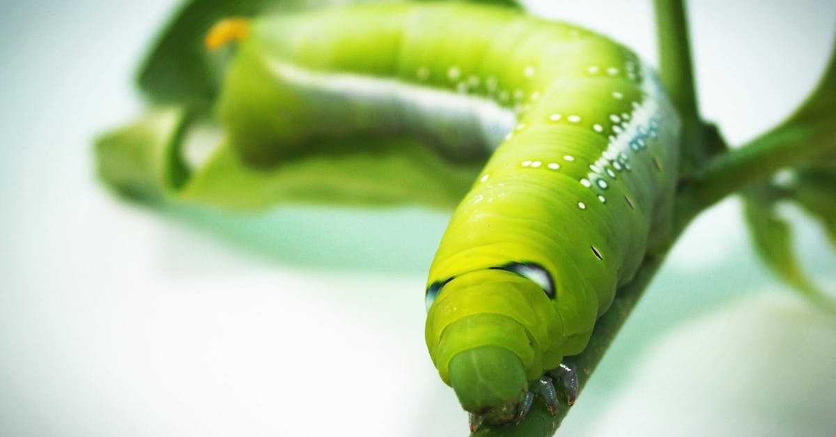 Color of ants in A Bug's Life (1998) - Green Tobacco Hornworm Caterpillar on Green Plant in Close-up Photography