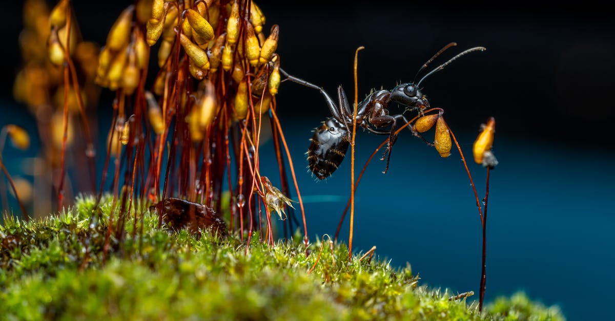 Color of ants in A Bug's Life (1998) - Black ant picking up yellow ears of Bryum algovicum while standing on verdant moss in woodland on blurred background