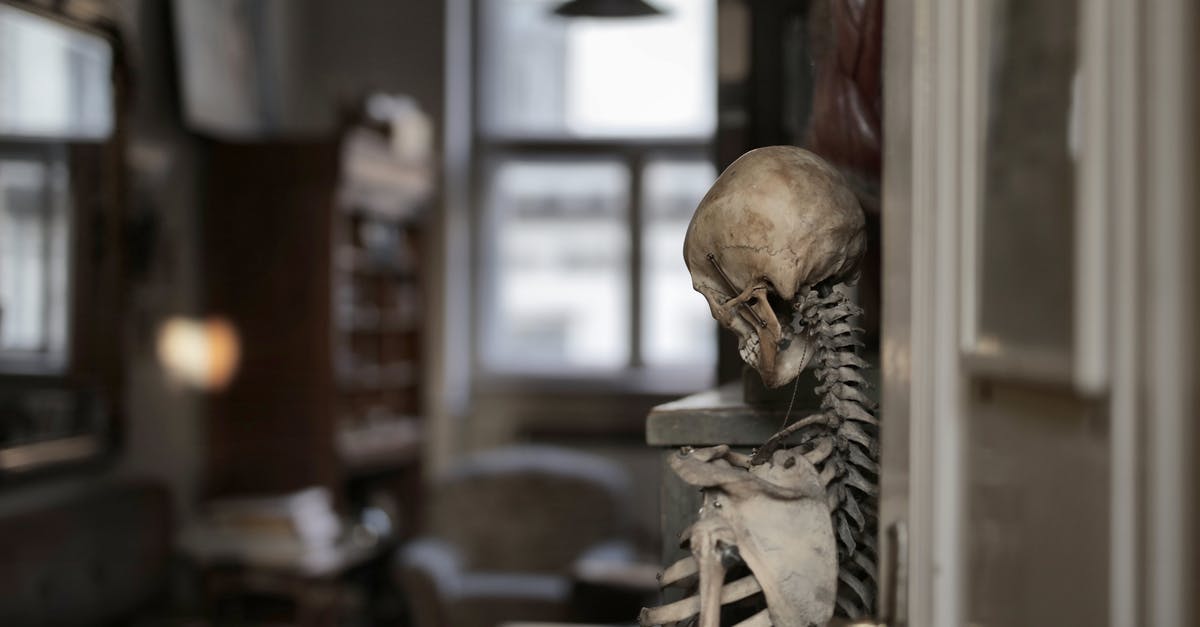 Did a Terminator skeleton head ever talk? - Old human skeleton in museum room