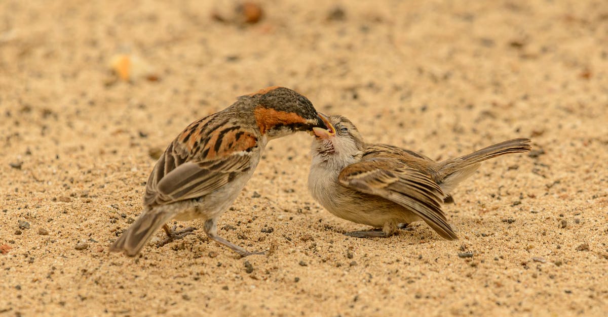 Did Captain Jack Sparrow eat people? - Female sparrow feeding baby bird on sand