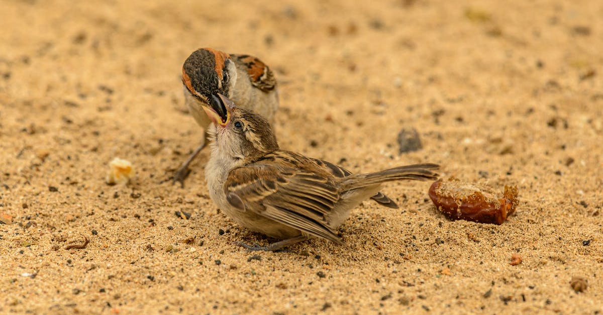 Did Captain Jack Sparrow eat people? - Closeup of wild sparrow feeding slice of bread to small sparrow sitting on yellow sand