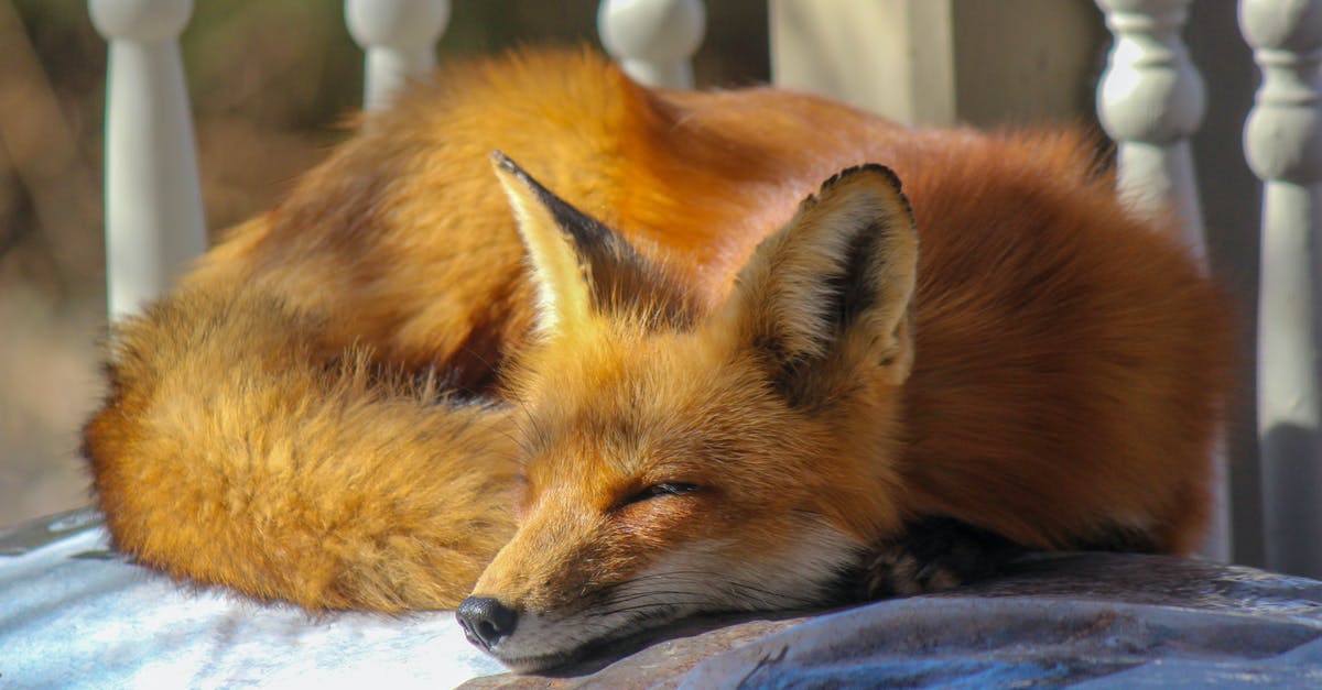 Did Fox need permission for the 'Spider-Pig' parody in The Simpsons Movie? - Close-Up Photo of Sleeping Fox