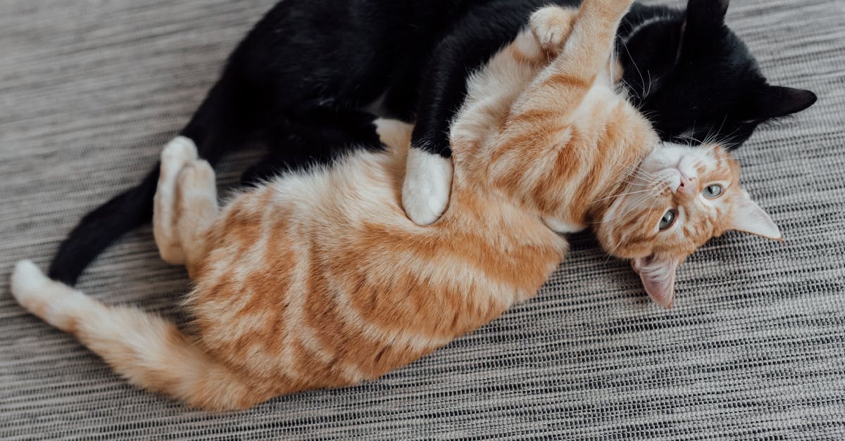 Did Ilsa Faust lie? - Orange Tabby Cat Lying on Gray Textile