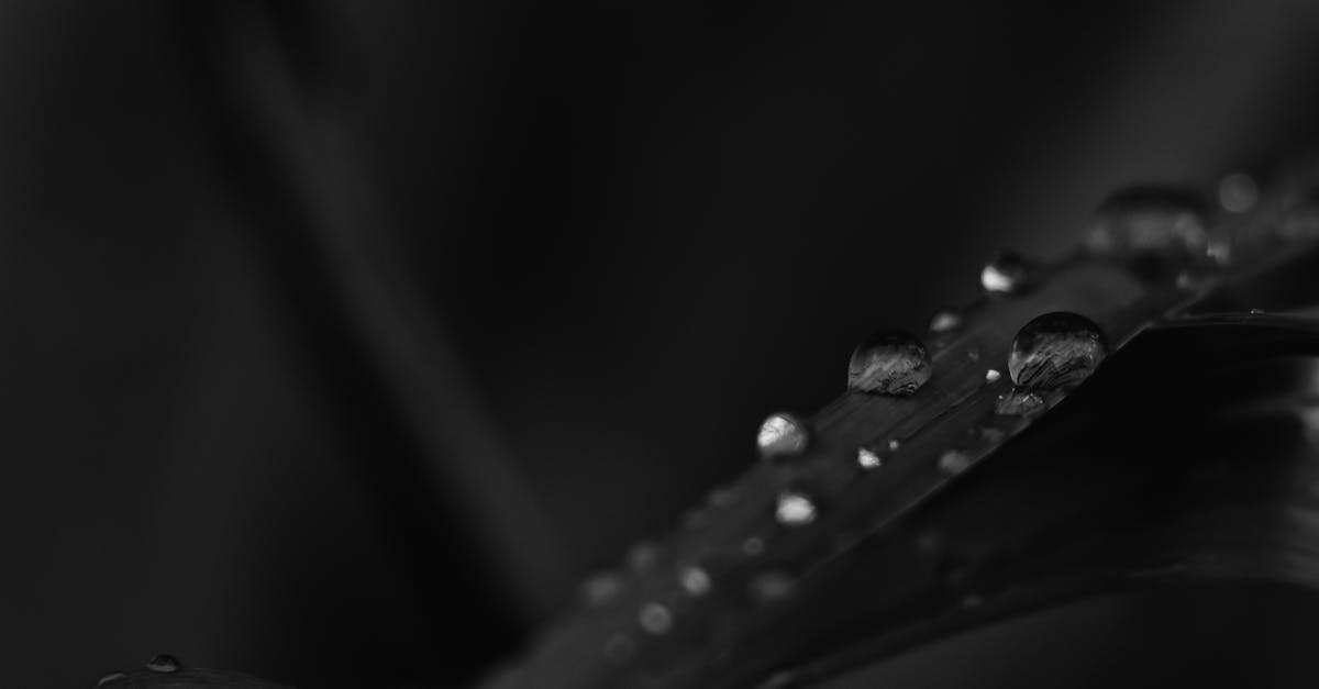 Did iZombie drop an episode? - Monochrome Photo of Water Droplets on Leaf